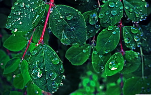 Close-up of vibrant green leaves covered in glistening rain droplets with red stems HD wallpaper
