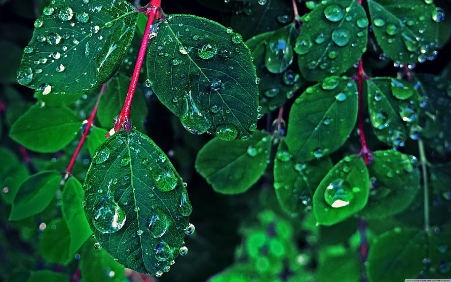 Close-up of vibrant green leaves covered in glistening rain droplets with red stems HD wallpaper