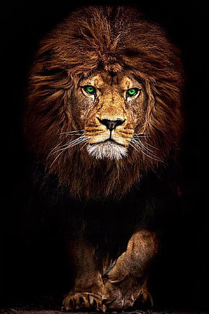 Majestic Male Lion Portrait With Striking Green Eyes And Dark Mane HD phone wallpaper