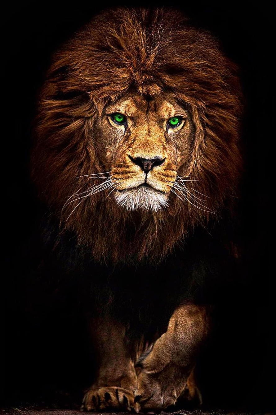 Majestic Male Lion Portrait With Striking Green Eyes And Dark Mane HD phone wallpaper