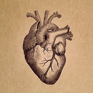 Vintage Engraving of a Human Heart on Aged Parchment Paper HD phone wallpaper