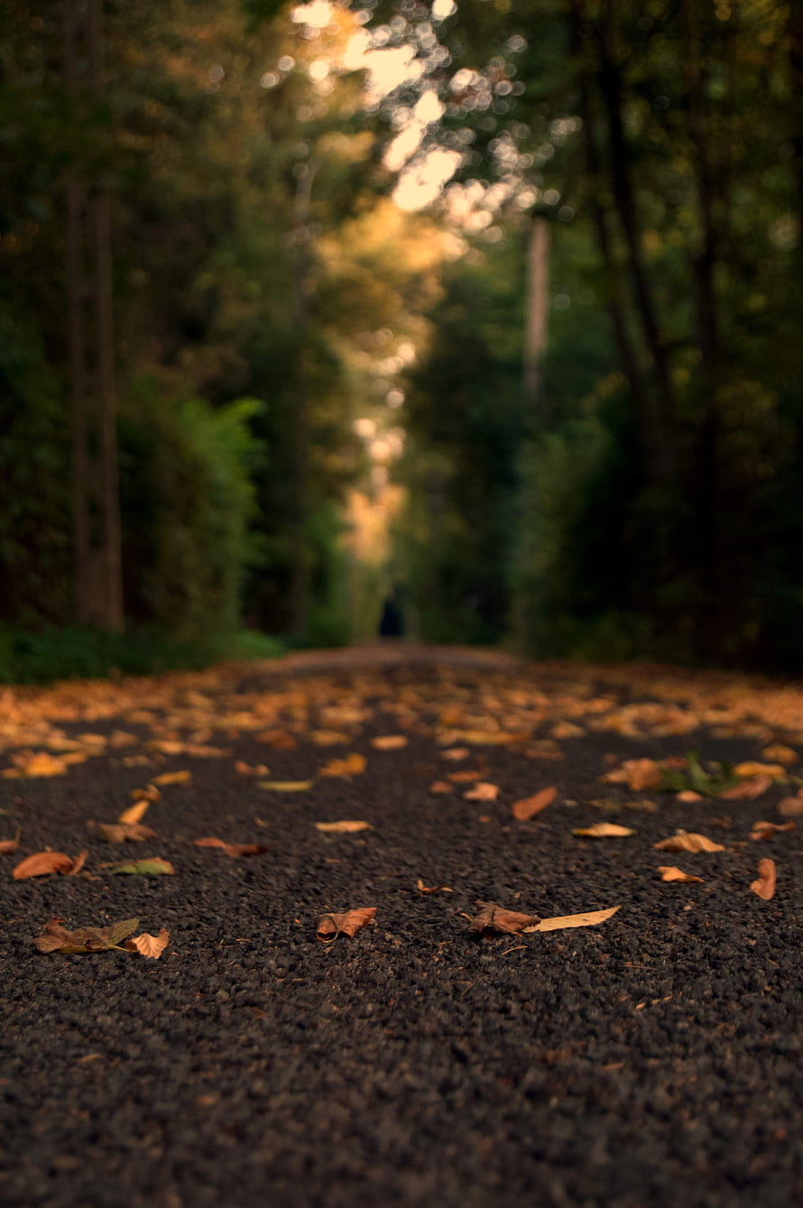 Autumn Forest Path with Scattered Leaves and Soft Bokeh Light HD phone wallpaper