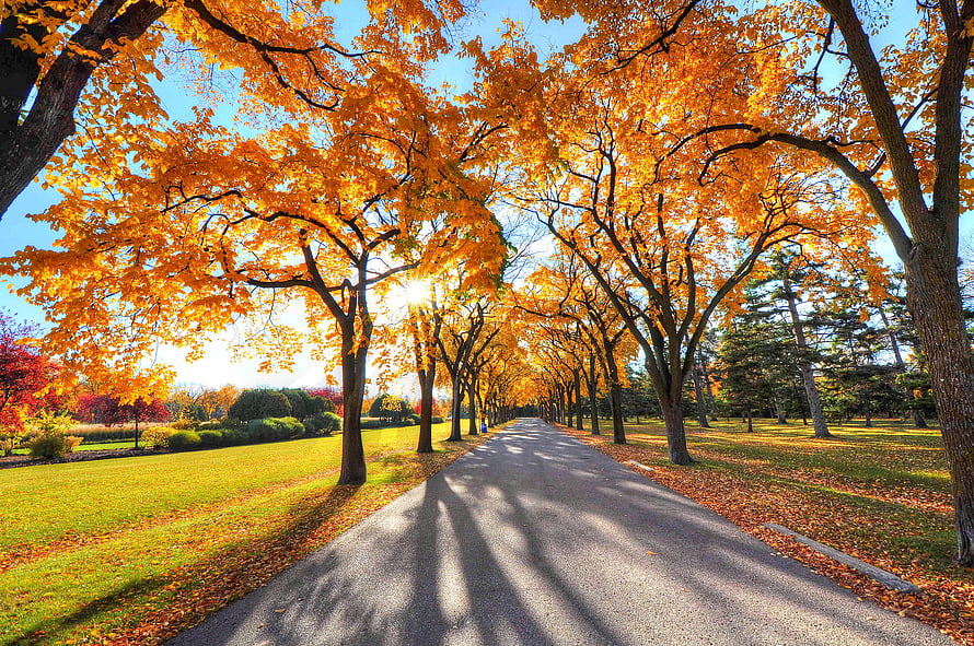 Golden Autumn Tree Tunnel Lining a Serene Park Pathway Under a Clear Blue Sky HD wallpaper