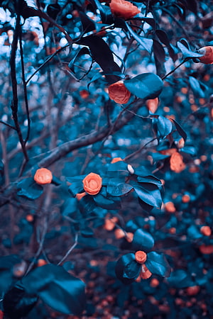 Coral Camellia Blooms on Dark Teal Foliage in Moody Garden Setting HD phone wallpaper