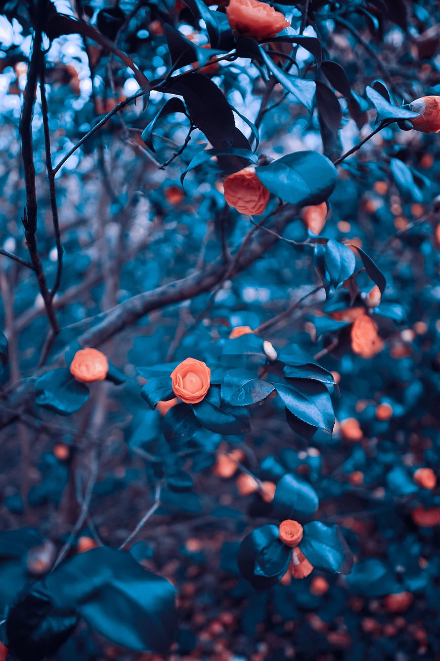 Coral Camellia Blooms on Dark Teal Foliage in Moody Garden Setting HD phone wallpaper