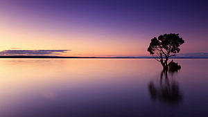Lone Tree Silhouette on Calm Lake at Purple Sunset HD wallpaper