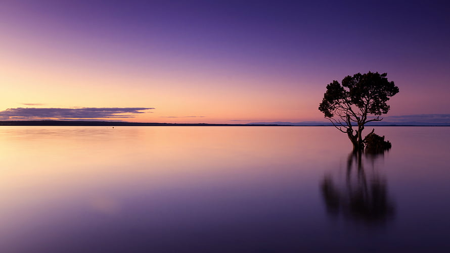 Lone Tree Silhouette on Calm Lake at Purple Sunset HD wallpaper