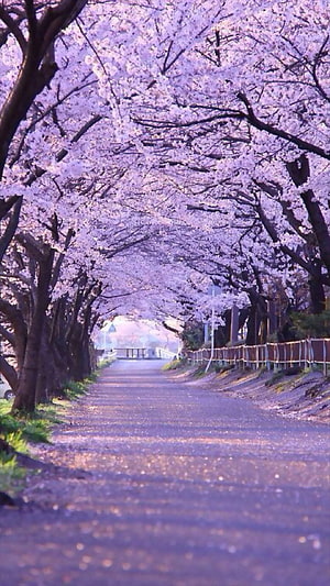Cherry Blossom Tunnel Lining a Quiet Country Road in Full Spring Bloom HD phone wallpaper