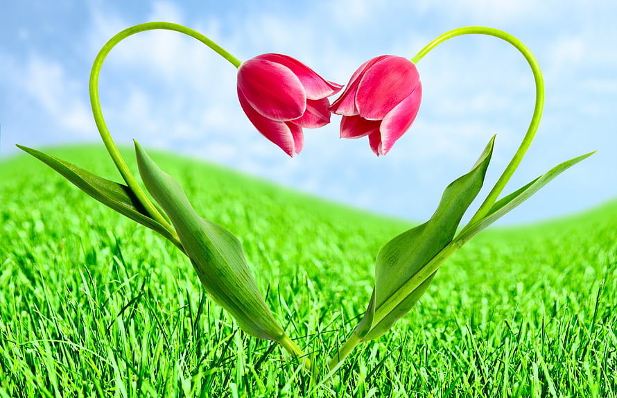 Two pink tulips bending into a heart shape above a lush green meadow under a bright blue sky HD wallpaper