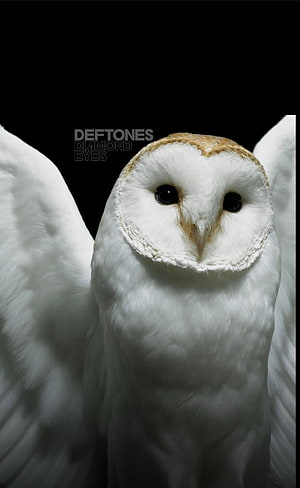 White Barn Owl with Wings Spread Against Black Background HD phone wallpaper