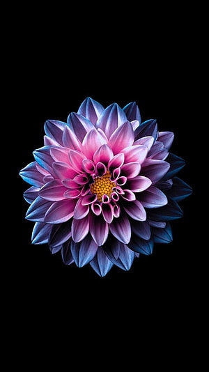 Vibrant Blue and Pink Dahlia with Glowing Center on Black Background HD phone wallpaper