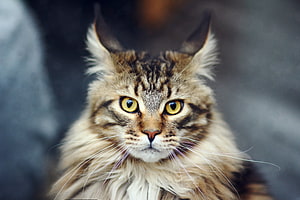 Close-up portrait of a fluffy tabby cat with striking yellow eyes and long whiskers HD wallpaper