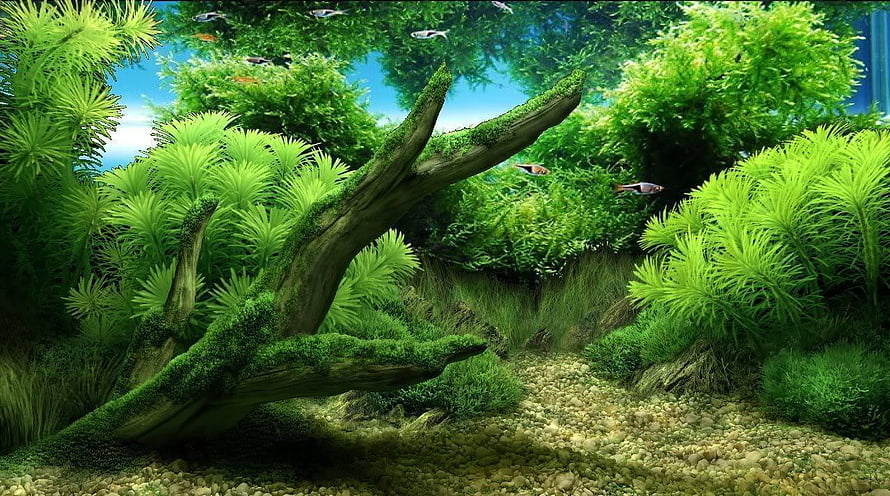 Lush Aquascape with Mossy Driftwood and Tropical Fish in a Planted Aquarium HD wallpaper