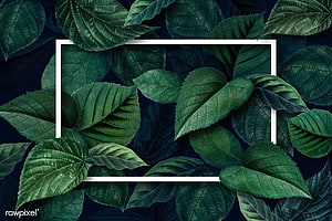 Dark Green Leaf Texture Background with White Frame Border HD wallpaper