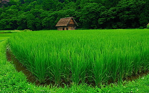 Lush Green Rice Paddy Field With Traditional Thatched Hut And Dense Forest HD wallpaper
