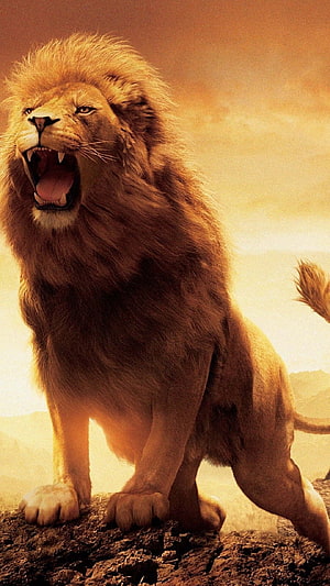 Majestic Male Lion Roaring on Rocky Outcrop in Golden Savanna Light HD phone wallpaper