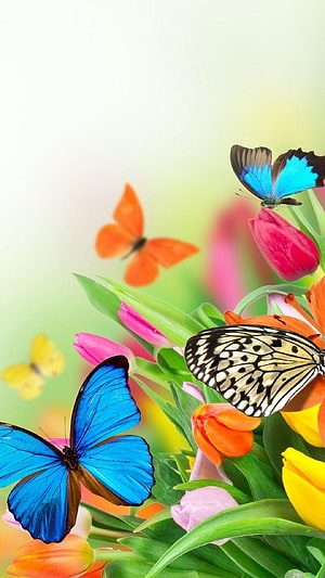 Vibrant Blue and Orange Butterflies Perched on Colorful Tulips in a Spring Garden HD phone wallpaper