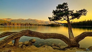 Golden Hour Lake Landscape With Solitary Tree And Distant Mountain Range HD wallpaper