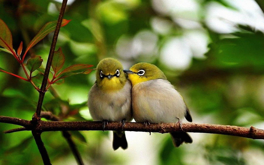 Two Sweet White-Eyed Birds Perched Together on a Branch in a Lush Green Forest HD wallpaper