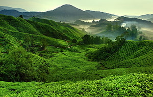 Misty Green Tea Plantations Rolling Across Lush Hilly Landscape HD wallpaper