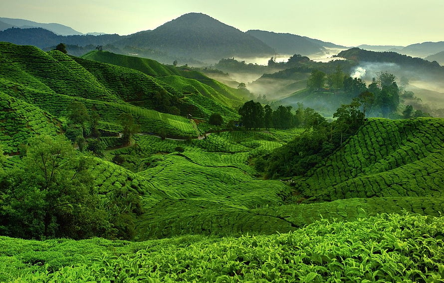 Misty Green Tea Plantations Rolling Across Lush Hilly Landscape HD wallpaper