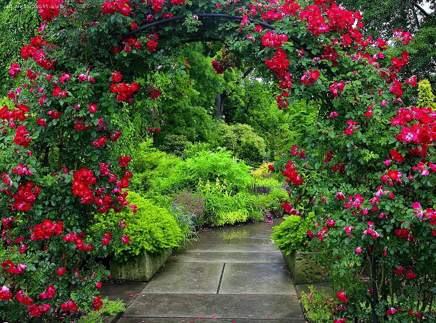 Vibrant red climbing roses arching over a stone garden pathway in a lush green summer park HD wallpaper
