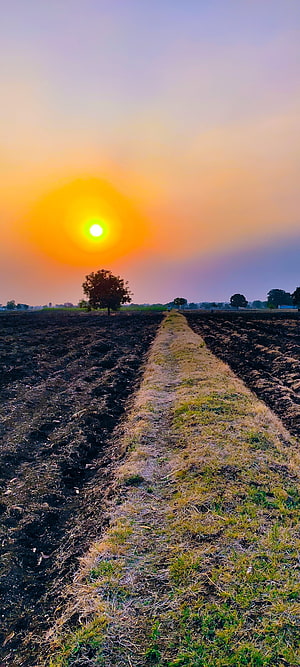 Sunset over a plowed farm field with a lone tree and dirt path HD phone wallpaper