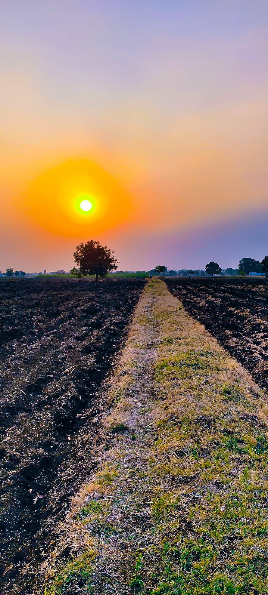 Sunset over a plowed farm field with a lone tree and dirt path HD phone wallpaper