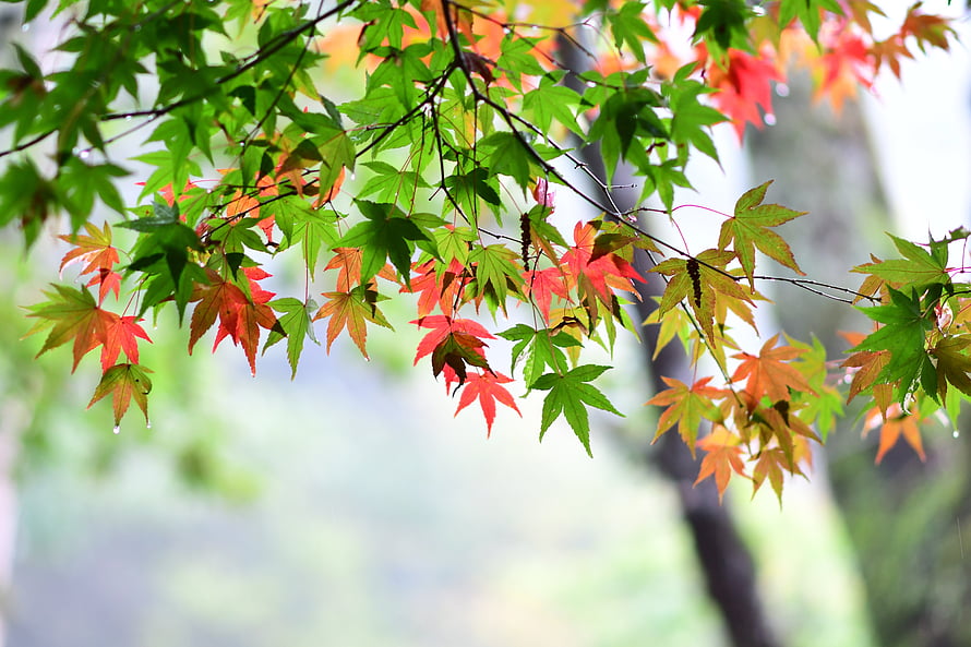 Japanese Maple Branches with Vibrant Green and Red Leaves in Soft Focus HD wallpaper