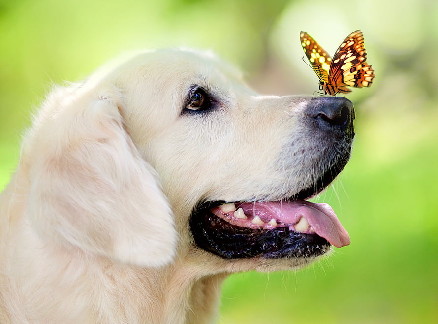 Golden Retriever with butterfly perched on nose in a lush green summer setting HD wallpaper