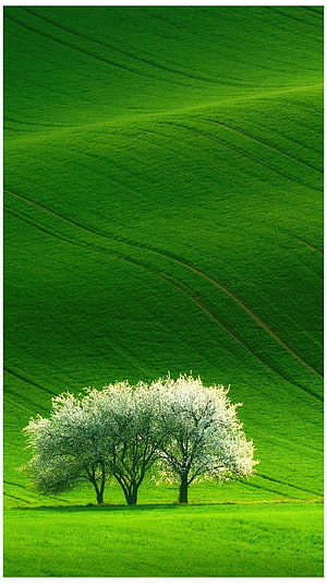 Blossoming Trees on Rolling Green Hills in Spring Landscape HD phone wallpaper