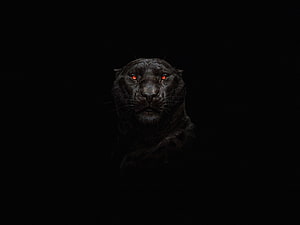 Black Panther Portrait with Glowing Red Eyes on Dark Background HD wallpaper