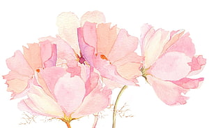 Delicate Pink Watercolor Floral Arrangement with Soft Pastel Petals on White Background HD wallpaper