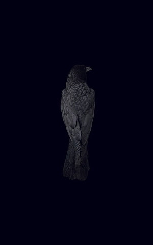Gothic Raven Perched in Shadow Against a Deep Black Background HD phone wallpaper