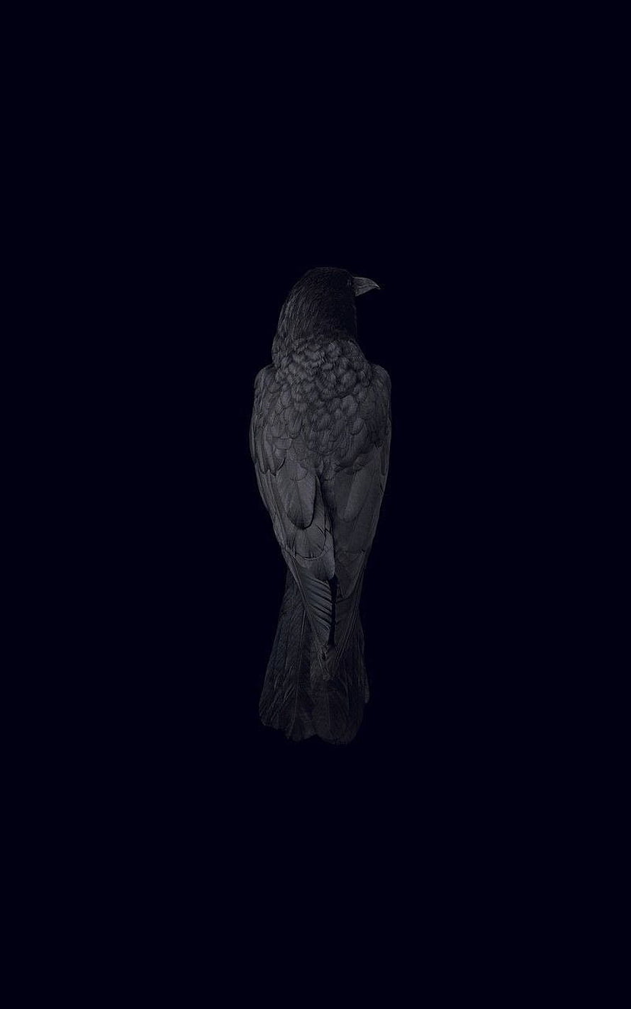 Gothic Raven Perched in Shadow Against a Deep Black Background HD phone wallpaper