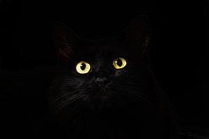 Mysterious Black Cat With Glowing Yellow Eyes In Dark Shadow HD wallpaper