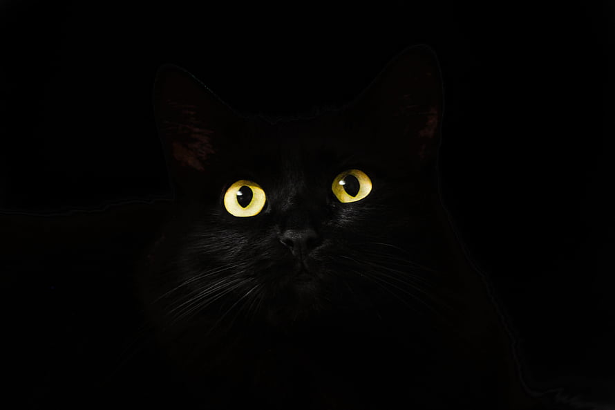 Mysterious Black Cat With Glowing Yellow Eyes In Dark Shadow HD wallpaper