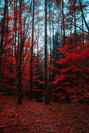 Vibrant Red Autumn Foliage in a Dense Forest with Fallen Leaves on the Ground HD phone wallpaper
