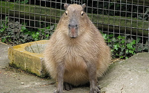 Capybara Sitting on Concrete Path in Enclosure with Wire Fence and Green Foliage HD wallpaper