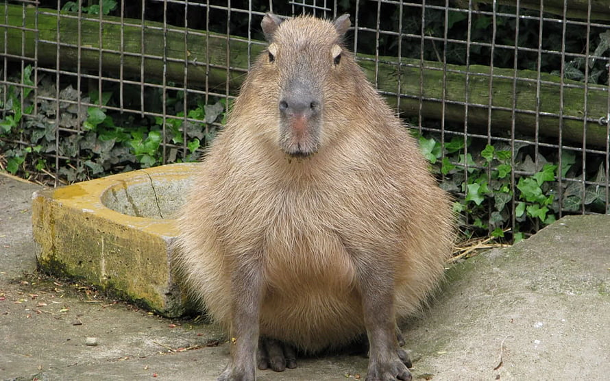 Capybara Sitting on Concrete Path in Enclosure with Wire Fence and Green Foliage HD wallpaper