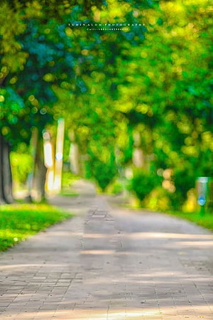 Sunny Park Pathway with Soft Green Foliage and Bokeh Effect HD phone wallpaper