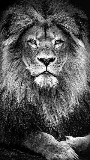 Majestic Male Lion Portrait in High-Contrast Black and White Photography HD phone wallpaper