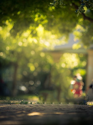 Sunlit Forest Path With Soft Bokeh And Dappled Light HD phone wallpaper