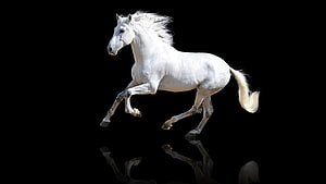 Galloping White Horse Captured in Motion Against a Pure Black Background HD wallpaper