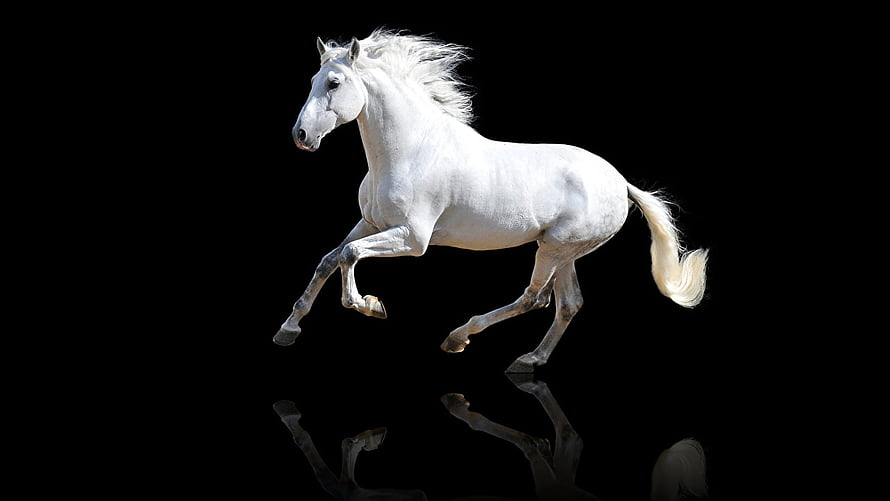 Galloping White Horse Captured in Motion Against a Pure Black Background HD wallpaper