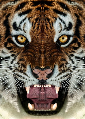 Intense Close-Up of a Roaring Tiger Face with Bared Teeth and Amber Eyes HD phone wallpaper