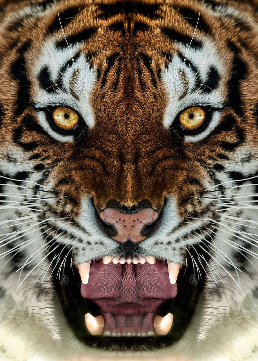 Intense Close-Up of a Roaring Tiger Face with Bared Teeth and Amber Eyes HD phone wallpaper