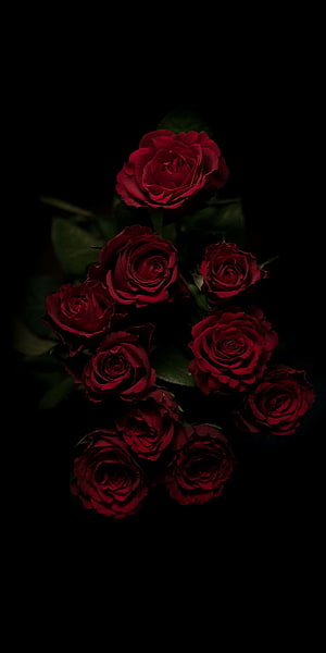 Dark red floribunda roses blooming against a deep black background HD phone wallpaper
