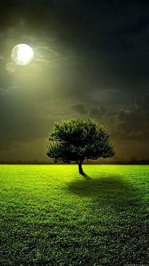 Lone Tree in a Green Meadow Under a Bright Full Moon at Night HD phone wallpaper