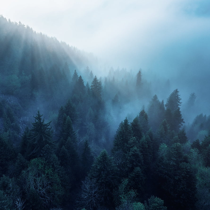 Misty Alpine Forest in Rhone Alpes with Sunbeams Piercing Through Morning Fog HD phone wallpaper